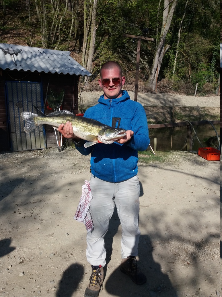 Dieser 3,6Kg schwere Zander wurde am 30.04.2017 an Teich #4 gefangen