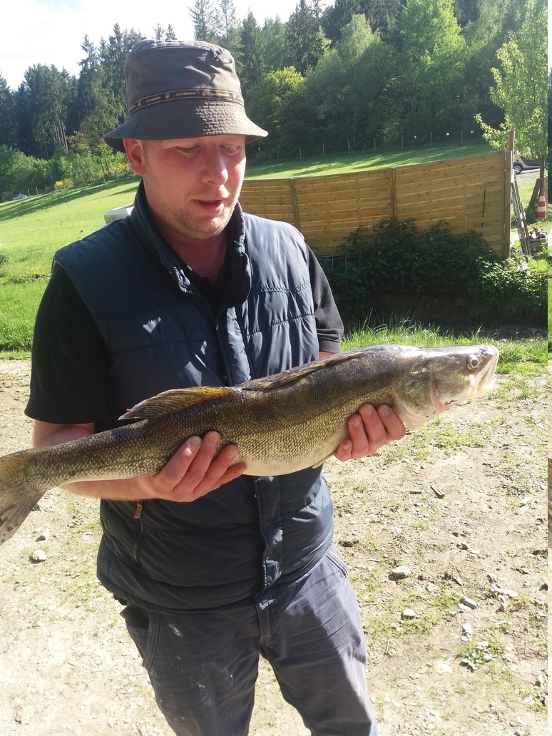 Dieser 4,0Kg schwere Zander wurde am 21.05.2017 an Teich #4 gefangen