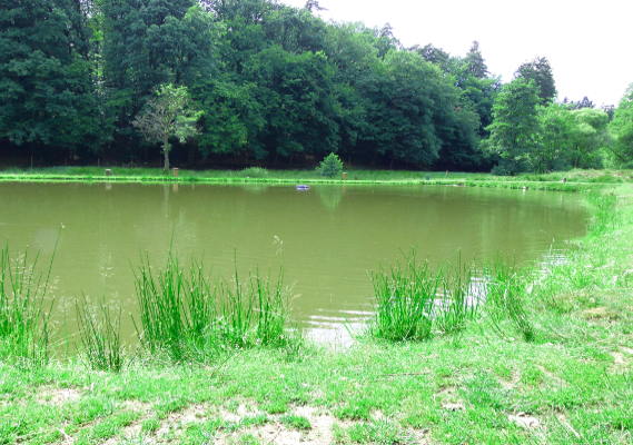 Kiloteich #1 Naturefish Wernborn